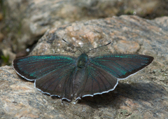 Chrysozephyrus syla
