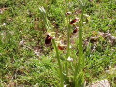 Ophrys helenae