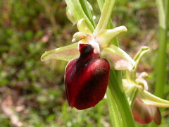 Ophrys helenae