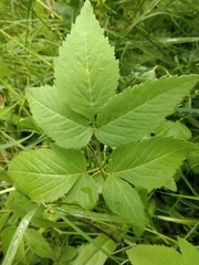 Aegopodium podagraria