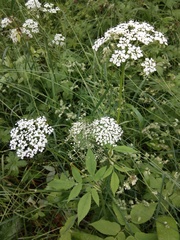 Aegopodium podagraria