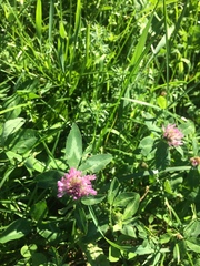Trifolium pratense