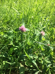 Trifolium pratense
