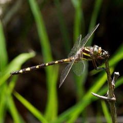 Cordulegaster bilineata