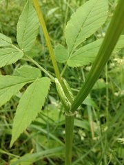 Aegopodium podagraria