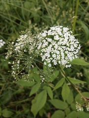 Aegopodium podagraria