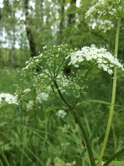 Aegopodium podagraria