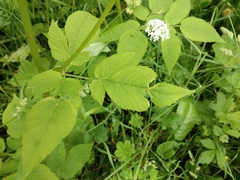Aegopodium podagraria