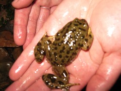 Marbled Water Frog photo 2