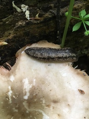 Philomycus flexuolaris