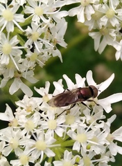 Riponnensia splendens