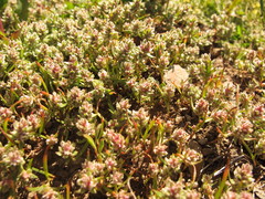 Polygonum polygaloides