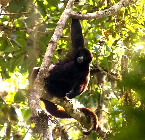 Peruvian Yellow-tailed Woolly Monkey