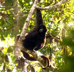 Peruvian Yellow-Tailed Woolly Monkey photo 2