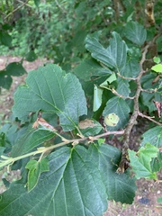 Alnus rohlenae