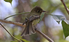 Empidonax occidentalis