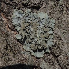 Hypotrachyna showmanii