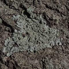 Hypotrachyna showmanii