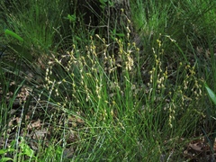 Carex tenera