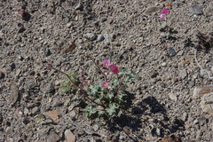Sphaeralcea ambigua rosacea