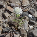 Desert Pincushion - Photo (c) Janel Johnson, some rights reserved (CC BY), uploaded by Janel Johnson