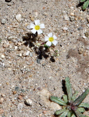 Linanthus inyoensis
