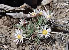 Townsendia scapigera