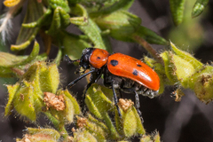 Tituboea sexmaculata