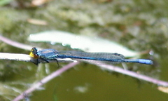 Pseudagrion citricola