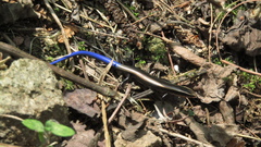 Plestiodon brevirostris