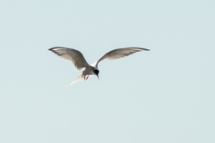 Sterna hirundo