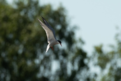 Sterna hirundo