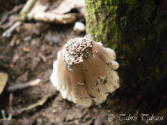 Basidiomycota