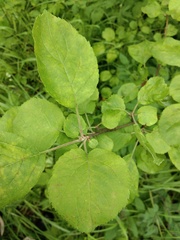 Malus sylvestris