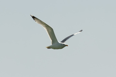 Larus cachinnans