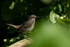 Luscinia svecica