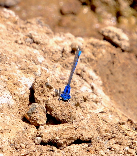 Vivid Dancer photographed in Nevada