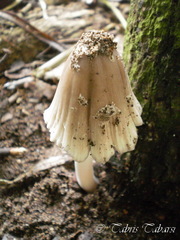 Basidiomycota