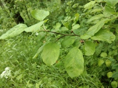 Malus sylvestris