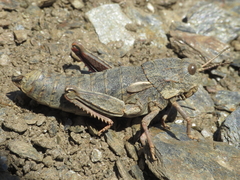 Eumigus monticola