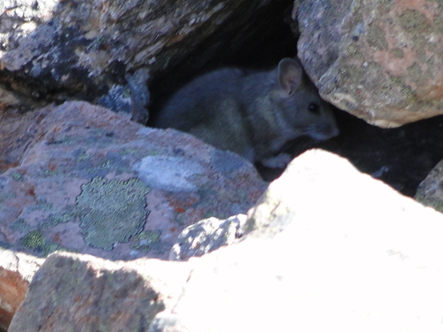 Bushy-tailed Woodrat, Inuvik Region, NT, Canada, photo 6 of 10