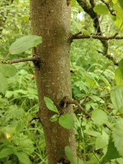 Malus sylvestris