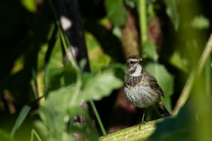 Luscinia svecica