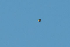 Carduelis carduelis
