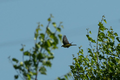 Motacilla flava