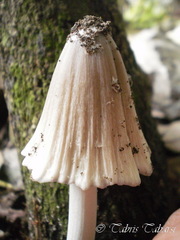 Basidiomycota
