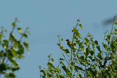 Motacilla flava