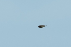 Carpodacus erythrinus