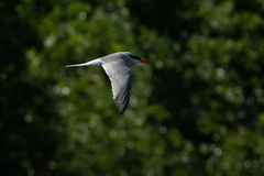 Sterna hirundo