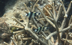 Dascyllus melanurus